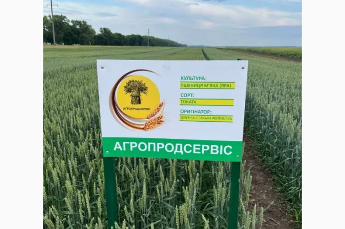 Продажа насіння ярої пшениці Токата- фото № 1