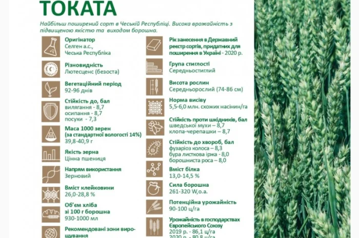 Продажа насіння ярої пшениці Токата- фото № 2