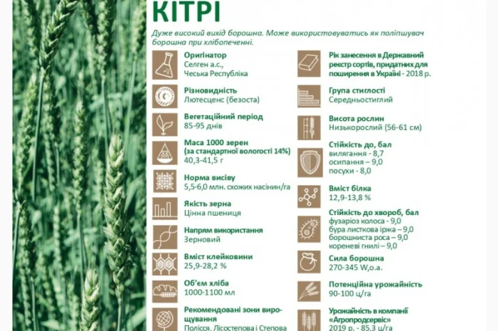 Продається яра пшениця Кітрі- фото № 2