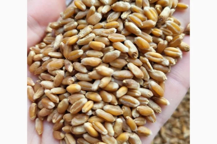 Продается пшеница 2 класс- фото № 1