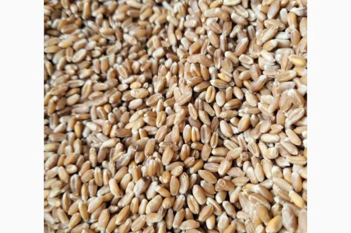 Продажа пшеницы 3 класс- фото № 1