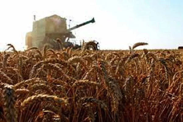 Семена пшеницы Леннокс, репродукция 1- фото № 1