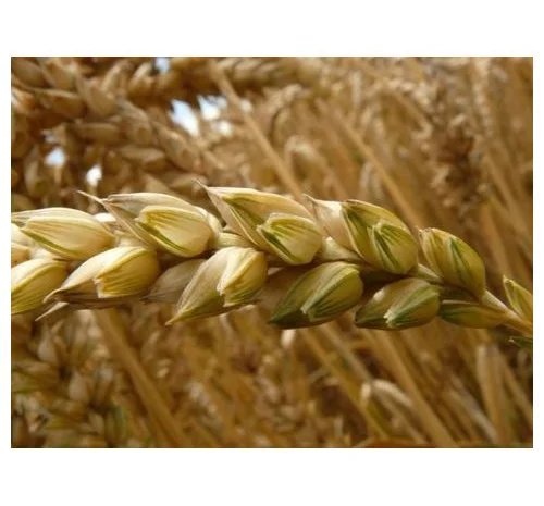 Пшениця тверда яра Ізольда еліта- фото № 1