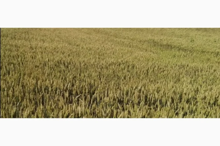 Продам насіннєву пшеницю Реформ 1-ша репродукція- фото № 1