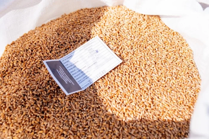 Елітне насіння озимої пшениці- фото № 2