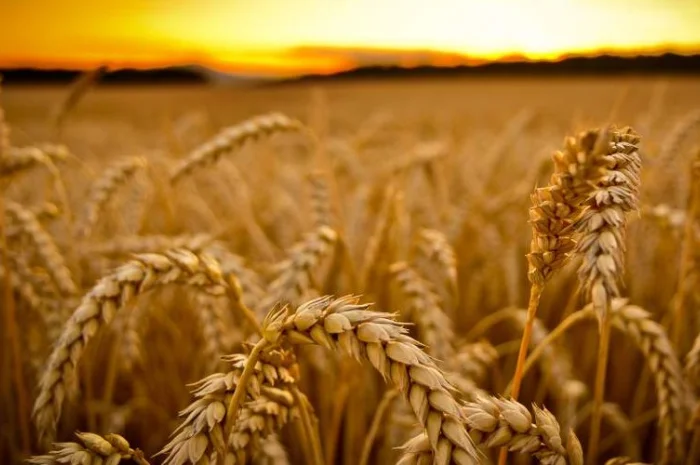 Насіння озимої пшениці Шпалівка у продажу- фото № 1