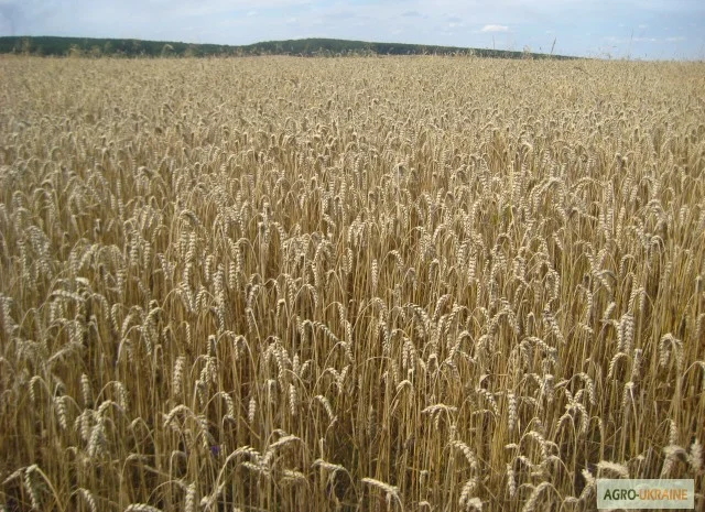 Гранули з соломи на продаж- фото № 1