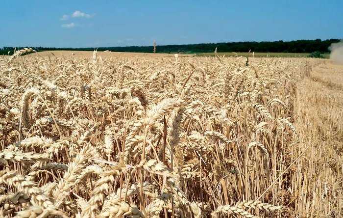 Покупка пшеницы (2/3/4 класс) в г. Ровно- фото № 1