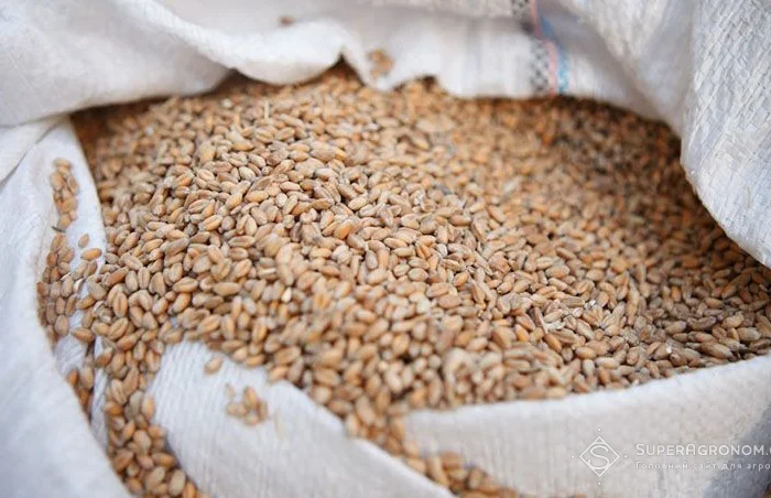 Закупка пшеницы (2/3/4 класс) в Полтаве- фото № 1