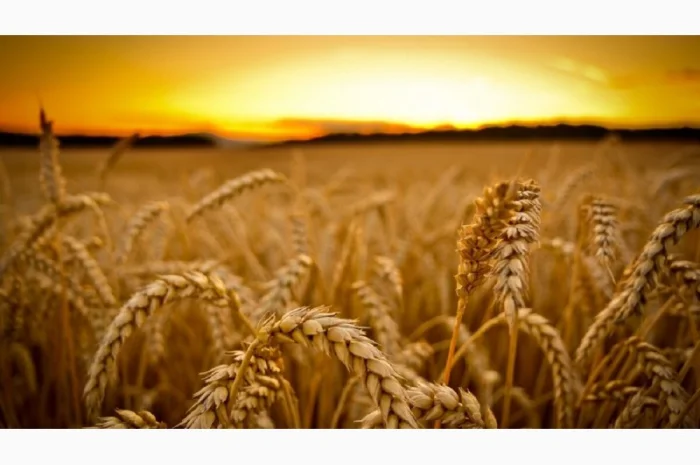 Закупка пшеницы (2/3/4 класс) в Житомире- фото № 1