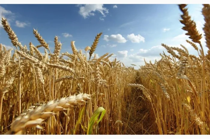 Закупівля пшениці 2/3/4 класу в Києві- фото № 1