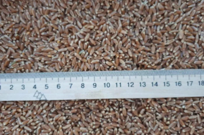 Пшениця 4 кл 3500 тонн на продаж- фото № 1