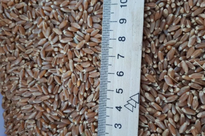 Пшеница 2 кл на продажу 2000 тонн- фото № 1