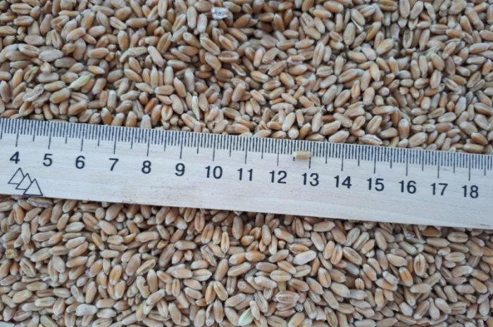 Пшениця 3 класу на продаж 3000 тонн- фото № 1