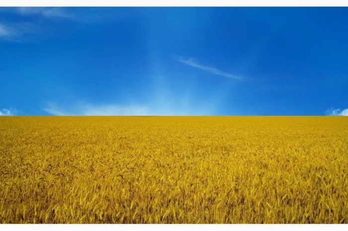 Покупка пшениці 2, 3 фураж від 100т- фото № 1