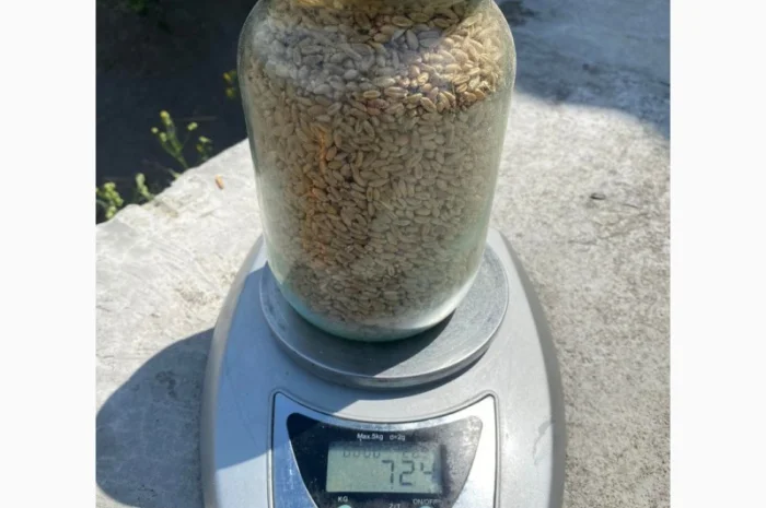 Продаємо пшеницю від 1 тонни- фото № 1