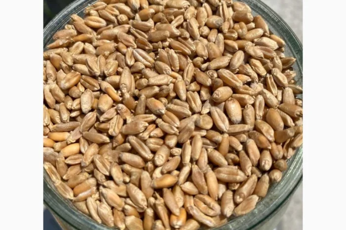 Продаємо пшеницю від 1 тонни- фото № 2