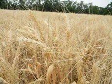Продаж посівного канадського ярої пшениці RAINY- фото № 1