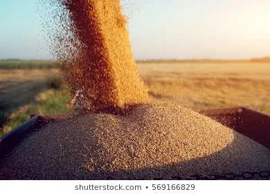 Продаж пшениці фуражної на експорт від 100 тонн- фото № 1