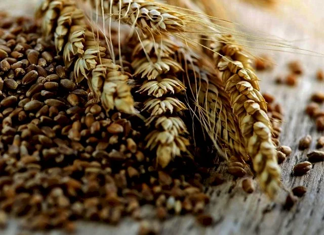 Реалізовуємо пшеницю, 3 клас- фото № 1