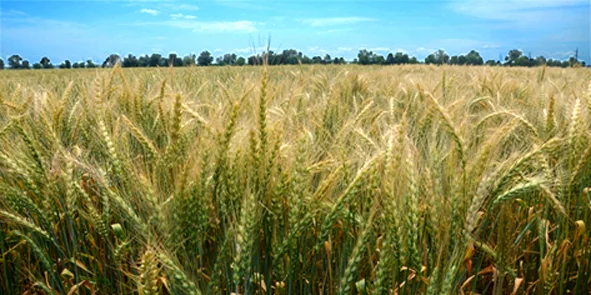 Пшениця спельта Евріка, супер еліта- фото № 1