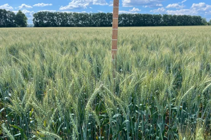 Пшениця спельта Евріка, супер еліта- фото № 2