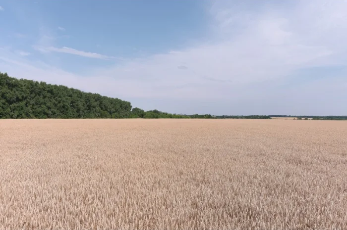 Пшениця спельта Евріка, супер еліта- фото № 3