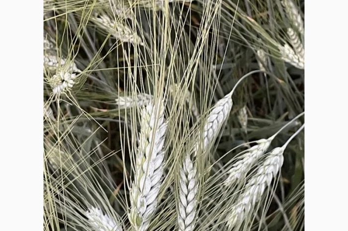 Продажа насіння пшениці ярої Ксантія- фото № 2