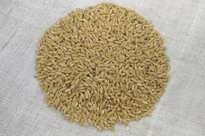 Продажа насіння пшениці ярої Ксантія- фото № 1