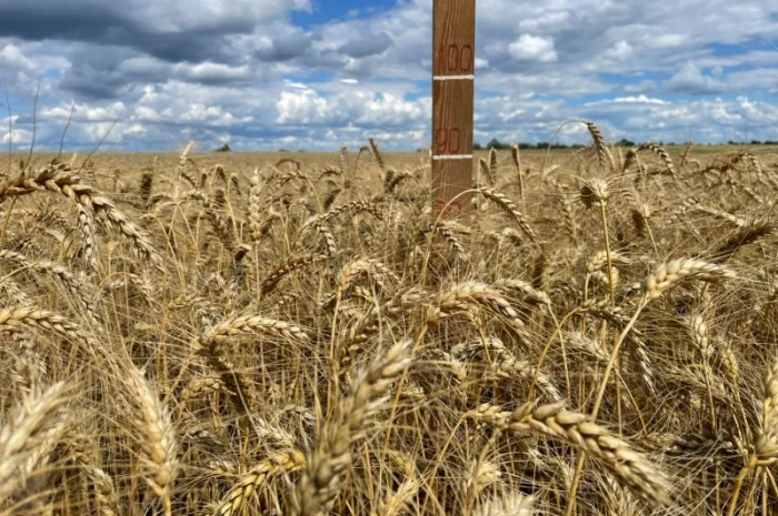 Пропоную насіння пшениці озимої Яліта- фото № 3