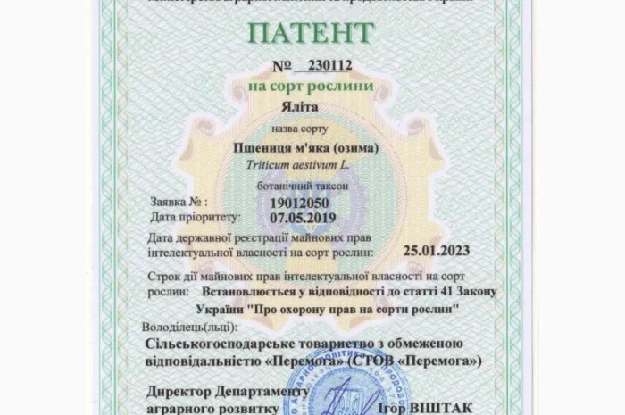 Пропоную насіння пшениці озимої Яліта- фото № 6