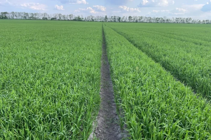 Пропоную насіння пшениці озимої Яліта- фото № 4