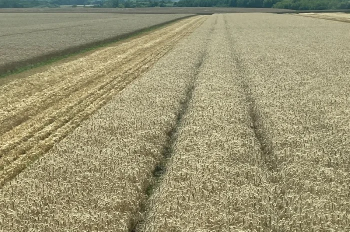 Пропоную насіння пшениці озимої Яліта- фото № 2