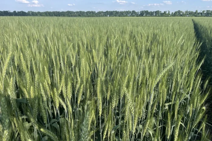 Пропоную насіння пшениці озимої Яліта- фото № 5