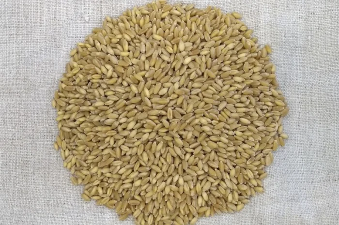 Продаж насіння пшениці ярої, перша репродукція (СН1)- фото № 1