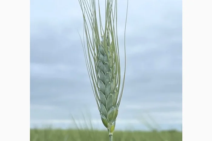 Продаж насіння пшениці ярої, перша репродукція (СН1)- фото № 2