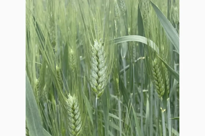 Продаю насіння пшениці твердої Нащадок- фото № 1