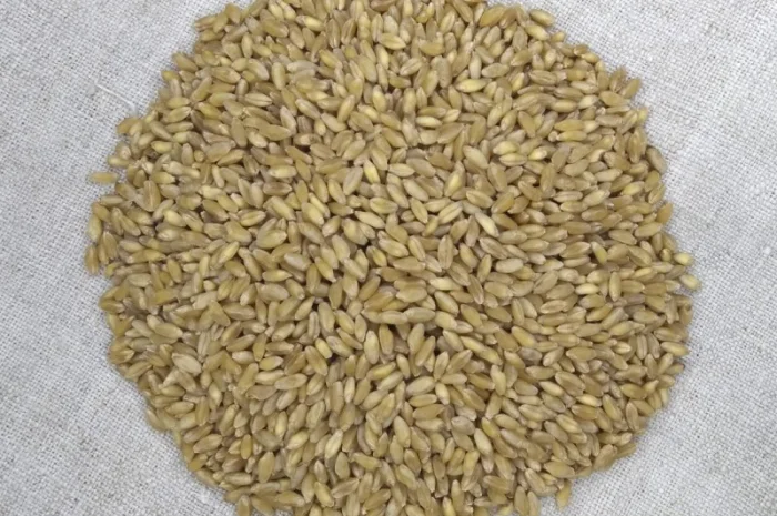 Продаю насіння пшениці твердої Нащадок- фото № 2