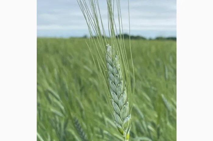 Насіння пшениці ярої гордеіформе- фото № 1