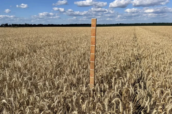 Насіння пшениці ярої МІП Візерунок, еліта- фото № 2