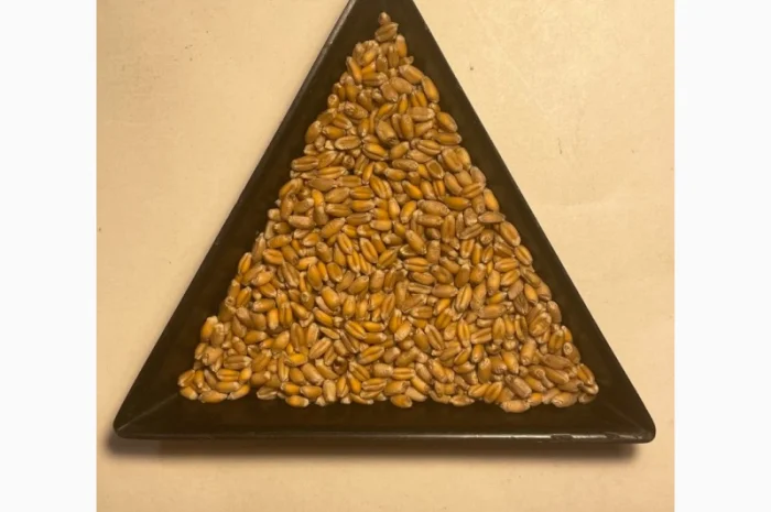 Насіння пшениці ярої МІП Візерунок, еліта- фото № 3