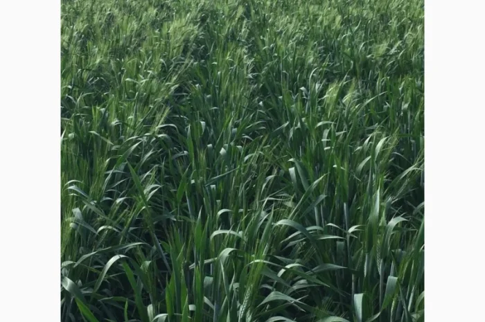 Пшениця тверда озима Назим, РР.НН.С- фото № 2