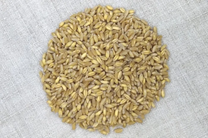 Пшениця тверда озима Назим, РР.НН.С- фото № 1