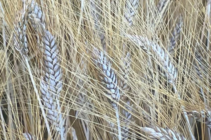 Пшениця тверда озима, Прима Унави, рр.нн.с- фото № 3