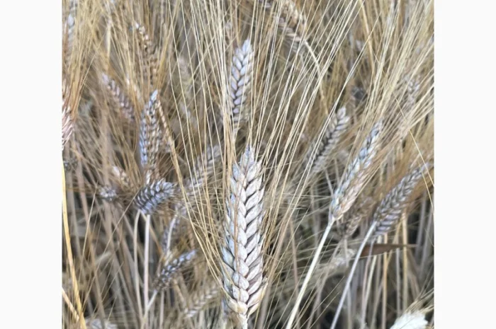 Озима тверда пшениця ПРИМА УНАВИ- фото № 4