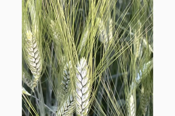 Продажа Насіння полби ярої Голіковська- фото № 1