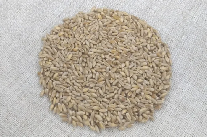 Продажа Насіння полби ярої Голіковська- фото № 3