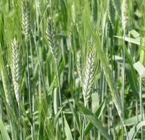 Пшениця тверда Спадщина на продаж- фото № 2