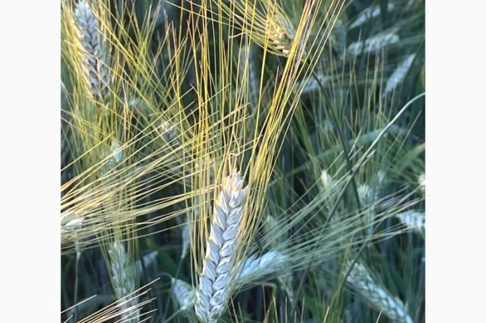 Пшениця тверда Спадщина на продаж- фото № 1