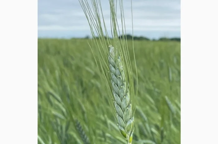 Пропонуємо насіння пшениці ярої- фото № 2